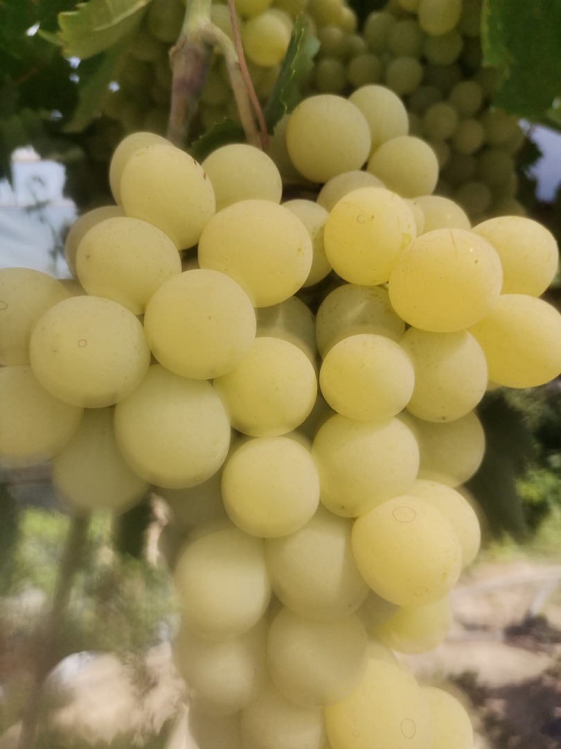 Hello! I offer varieties Rusalka and Aphrodite For orders: [phone number] Vinogradets Region Price 2.50
