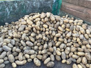 Queen Anna and Jula potato varieties
