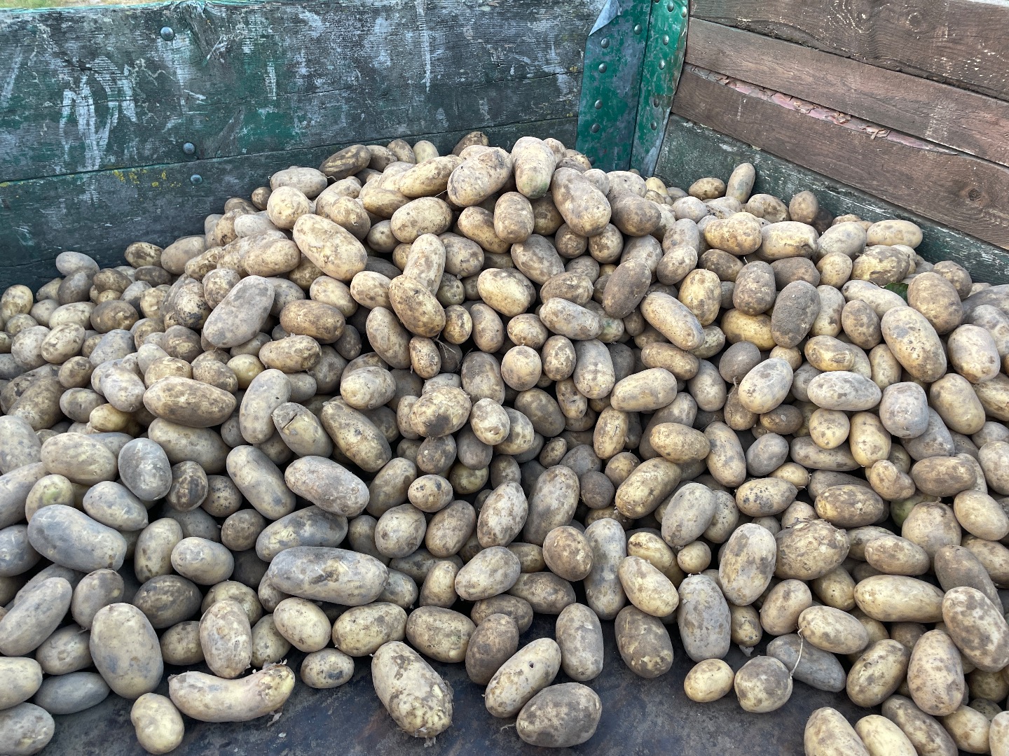Queen Anna and Jula potato varieties