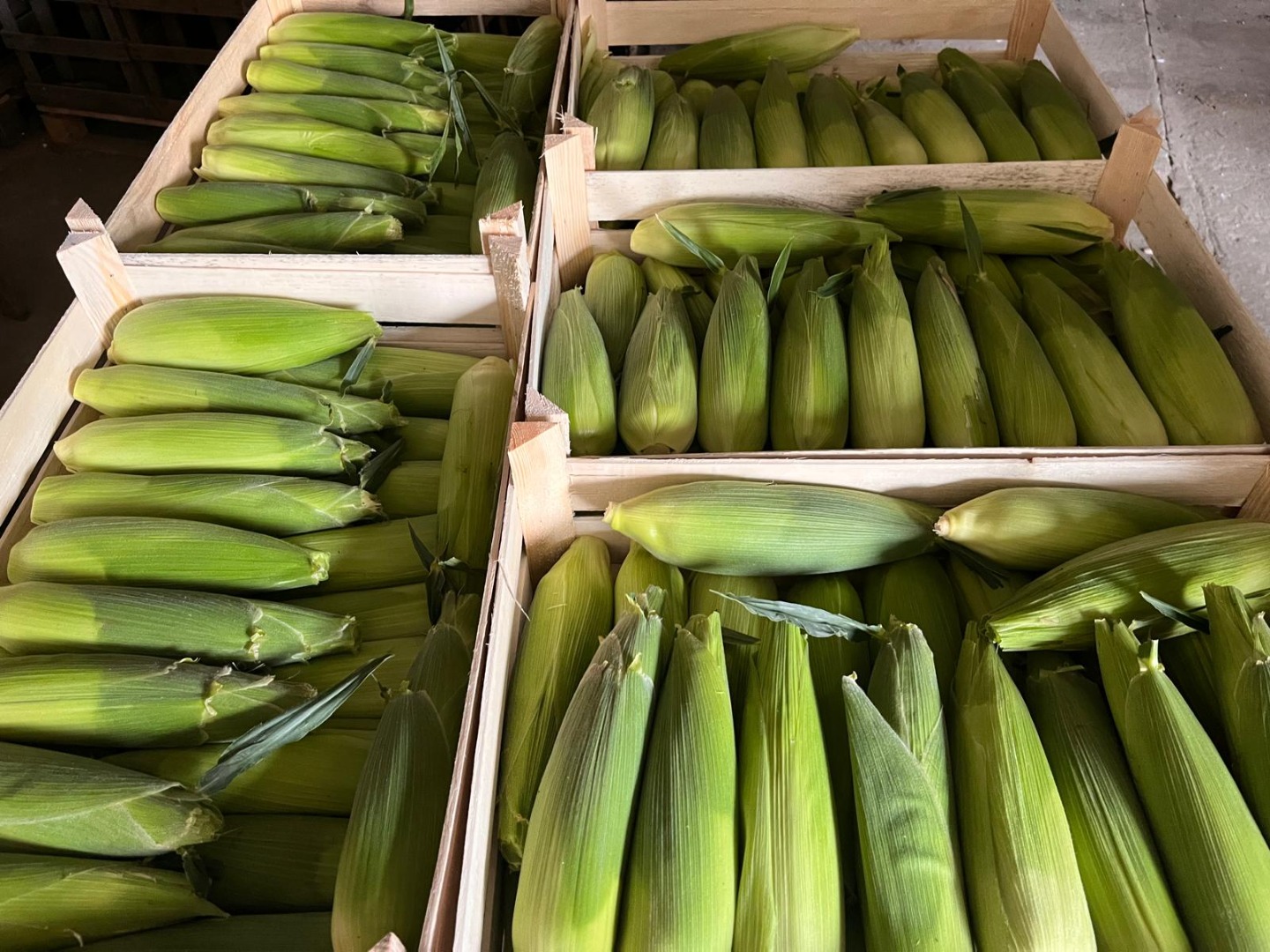 Good morning, I am selling large quantities of sweet corn