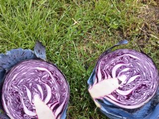 Red cabbage for sale. Price and packaging negotiable.