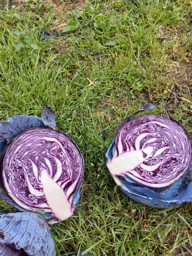 Red cabbage for sale