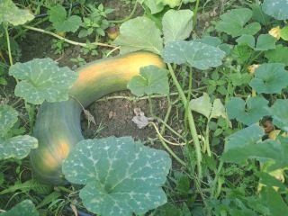 Good quality elongated Basque pumpkin.