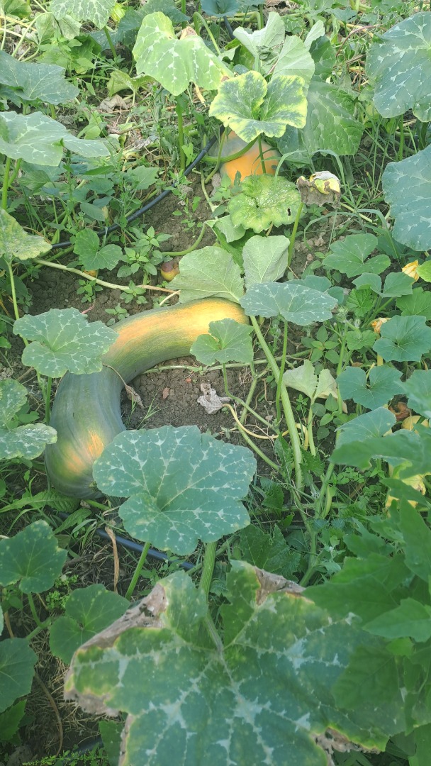 Good quality elongated Basque pumpkin