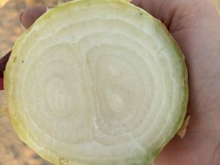 I am selling dry onions of the Stuttgarten variety,