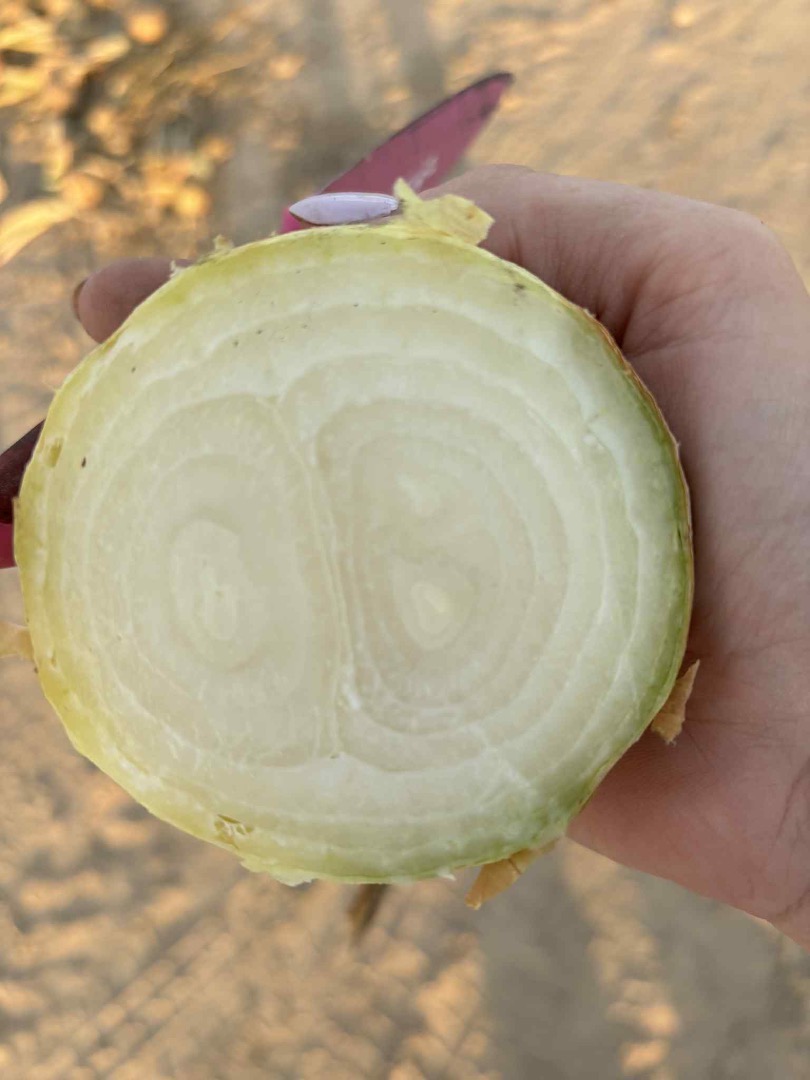 I am selling dry onions of the Stuttgarten variety, more information at