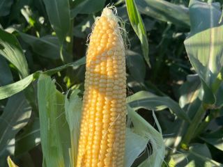 Kiara f1 super sweet sweet corn. Straight from the