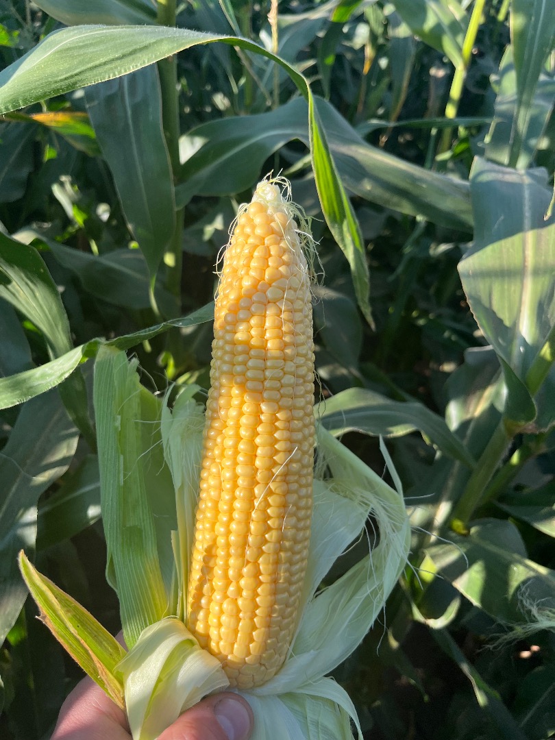 Kiara f1 super sweet sweet corn