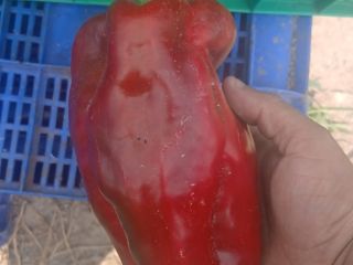 Our company, located in Elche, specializes in the cultivation