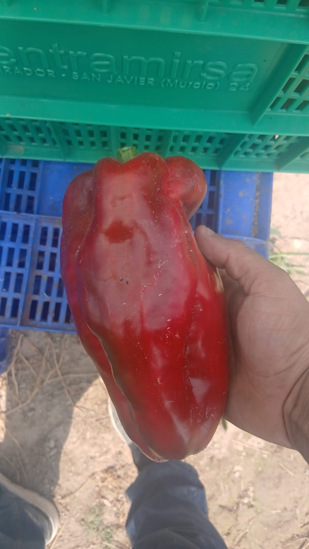 Our company, located in Elche, specializes in the cultivation of 100% domestic Lamuyo red peppers