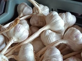 Harnaś garlic for sale. Healthy, carefully cleaned and calibrated.
