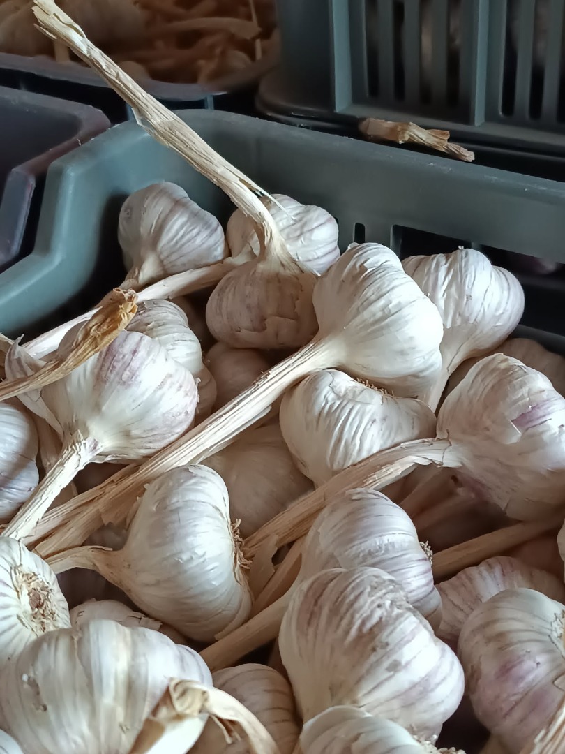 Harnaś garlic for sale