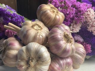 I will sell cleaned Harnaś garlic. Prices: 4.5 -