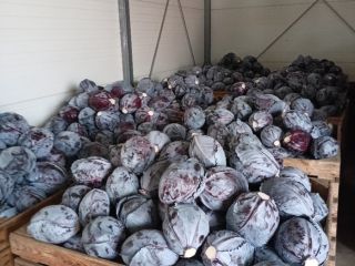 Hello, I am selling red cabbage in the weight