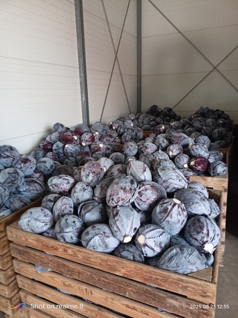 Hello, I am selling red cabbage in the weight range of 1-3 kg, ideal for the market, packaging to be agreed