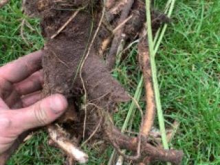 Fresh, organic, wild horseradish straight from the farmer -