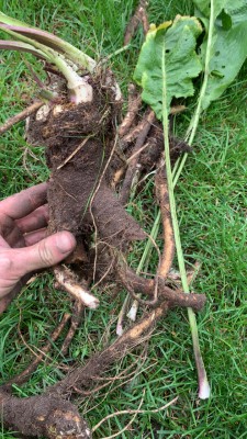 Fresh, organic, wild horseradish straight from the farmer - shipped via parcel locker or courier