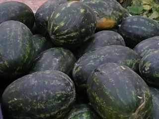 Lebenita Mirsini F1 for sale in large quantities