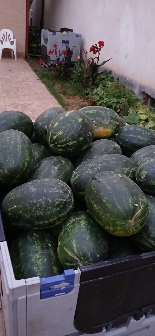 Lebenita Mirsini F1 for sale in large quantities