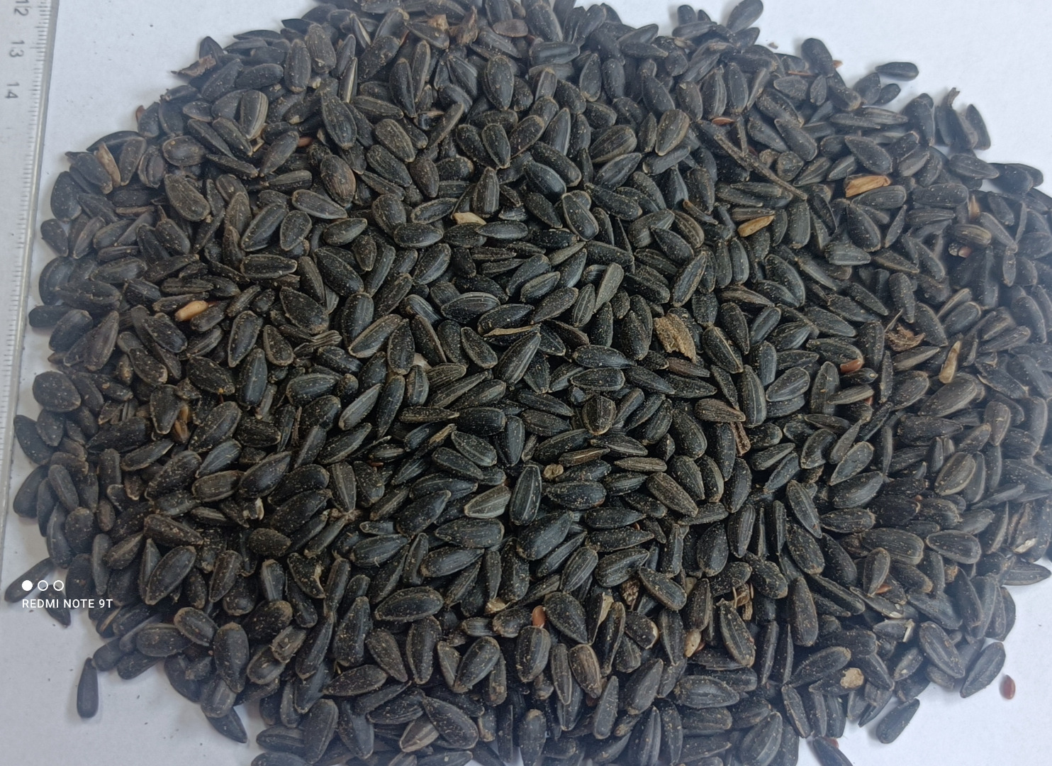 I'm looking to buy unhulled sunflower seeds
