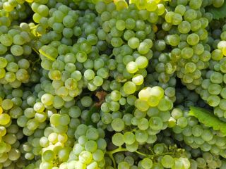 I'm selling excellent quality DOC Pecorino grapes. 19/21% ABV.
