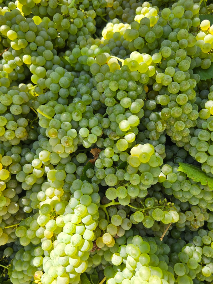 I'm selling excellent quality DOC Pecorino grapes