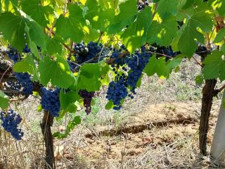 Certified biodynamic and organic grapes of the highest quality