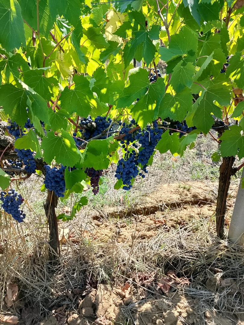 Certified biodynamic and organic grapes of the highest quality