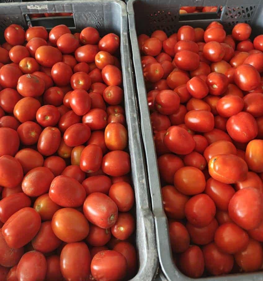 Lime field tomatoes for sale