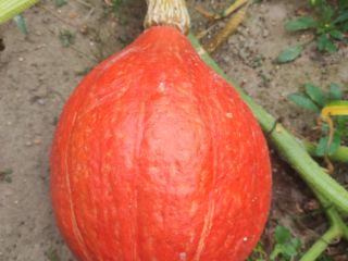 I will sell Gomez and Hokkaido pumpkins