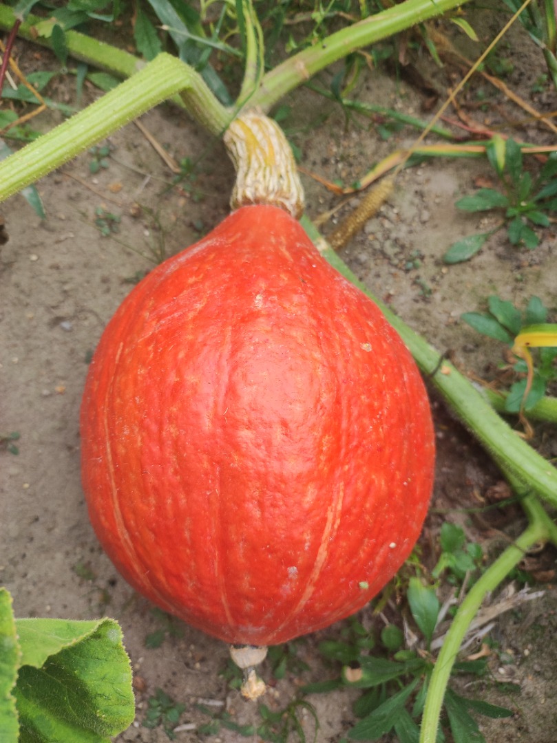 I will sell Gomez and Hokkaido pumpkins