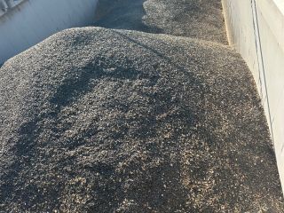 Vând 1000to floarea soarelui, corp străin 5-7% , umiditate