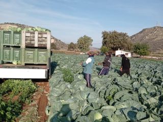Hello. I have a white cabbage, ALMA variety, to