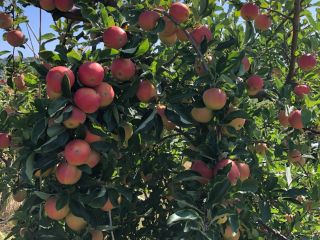 I'm selling apples for processing and juice, in large