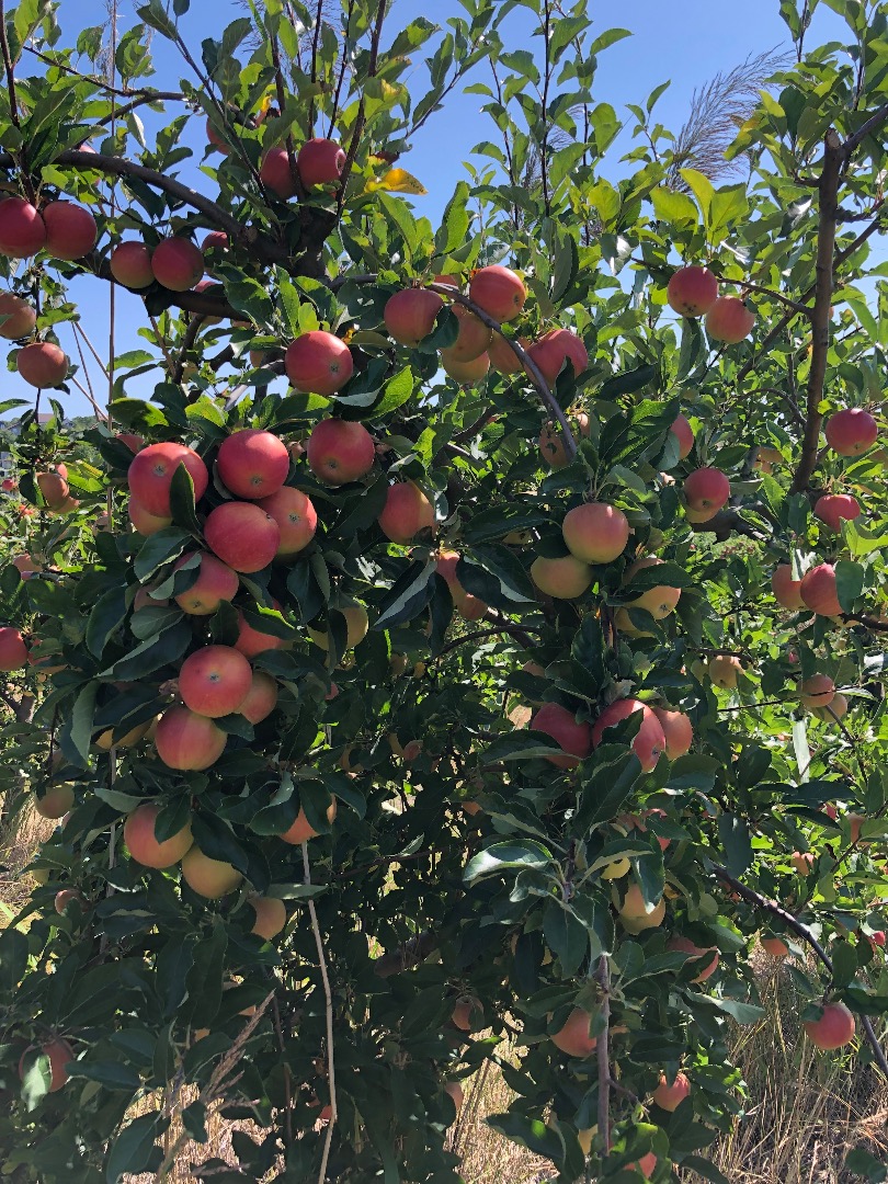 I'm selling apples for processing and juice, in large quantities