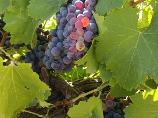 EXCELLENT QUALITY RED GARNACHA GRAPES – READY TO HARVEST!