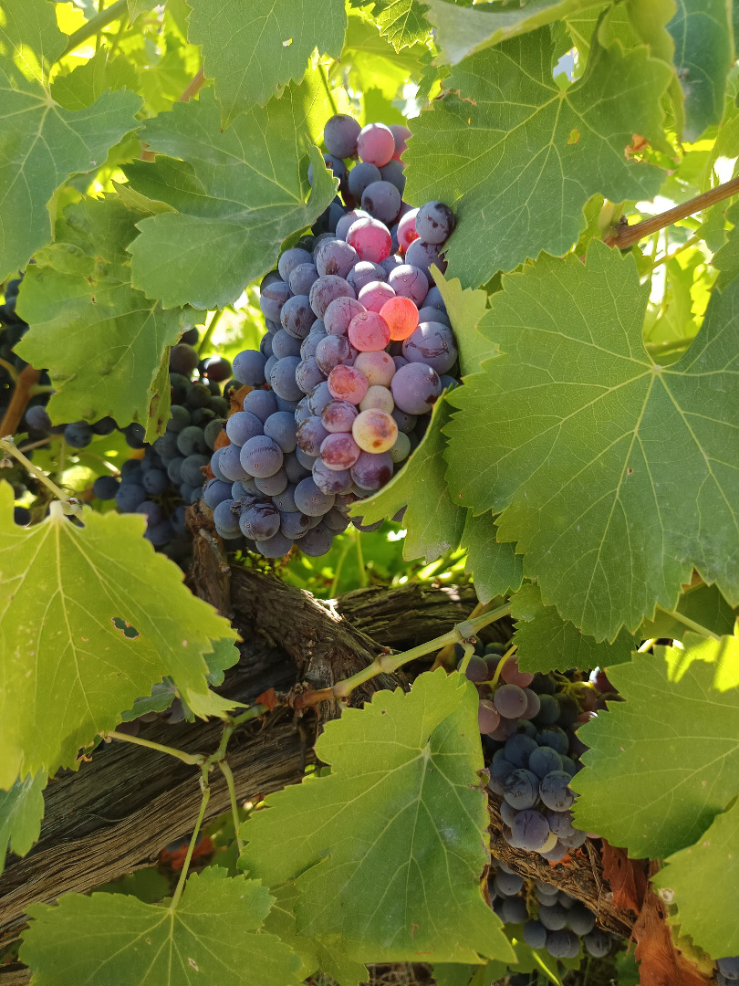 EXCELLENT QUALITY RED GARNACHA GRAPES – READY TO HARVEST! ✅ Mature vineyard, abundant production