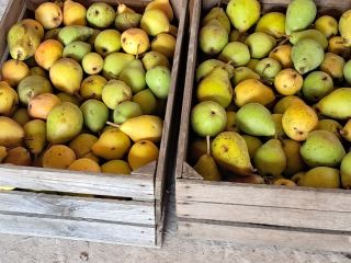 Hello, I am selling a Klapse pear, about a
