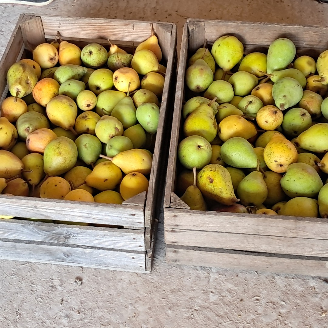 Hello, I am selling a Klapse pear, about a ton, for drying, clean, without hail