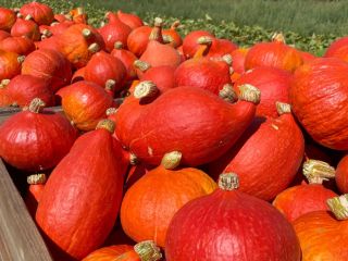 Hello, I'm selling a freshly picked Hokkaido pumpkin, currently