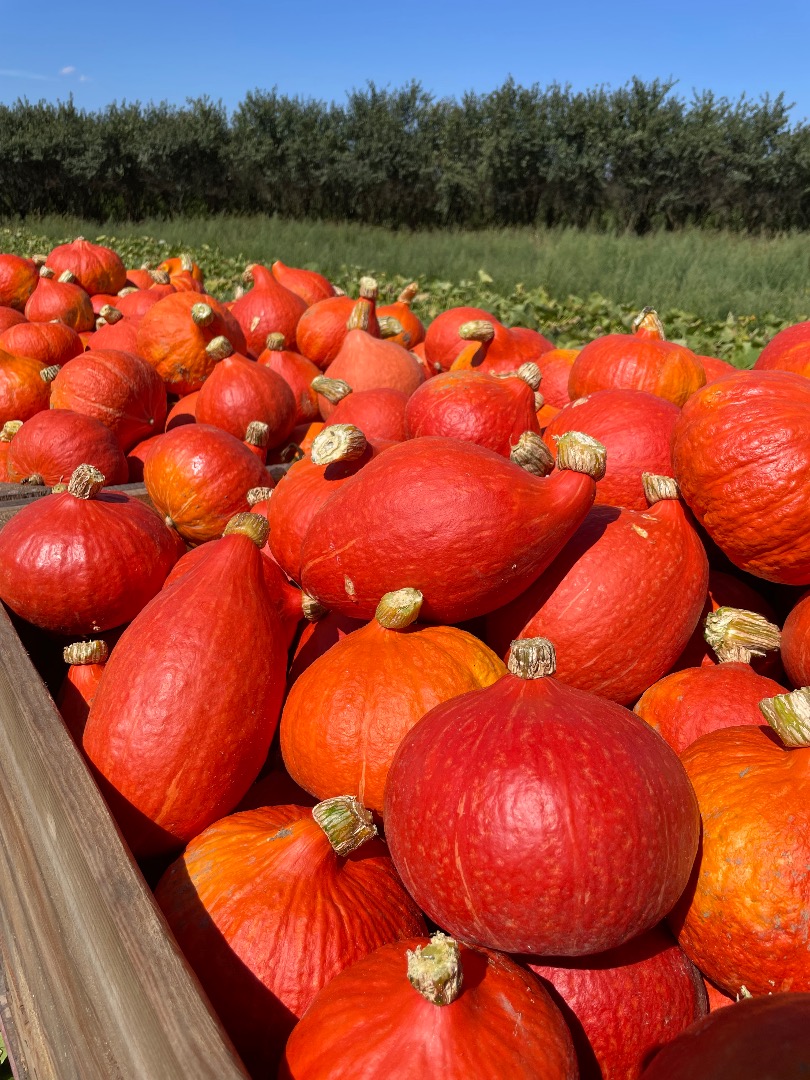 Hello, I'm selling a freshly picked Hokkaido pumpkin, currently weighing about 3 tons