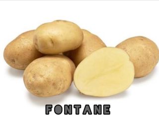Import - Export company based in Romania, sells large
