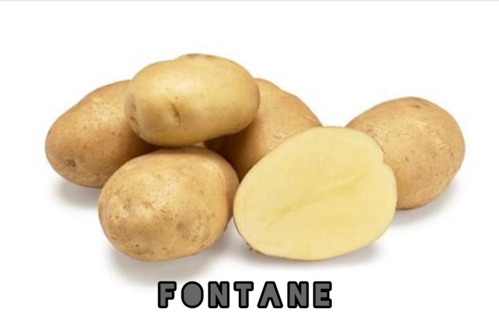 Import - Export company based in Romania, sells large quantities of potatoes produced in France and Belgium to order
