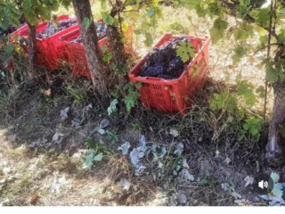 Good quality grape varieties: Black (Dolcetto del m.to and