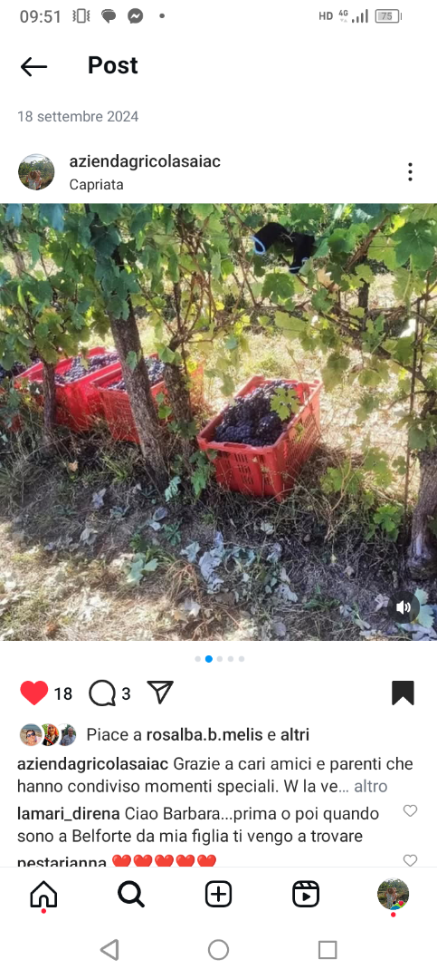 Good quality grape varieties: Black (Dolcetto del m.to and Barbera) White (Cortese del m.to) Harvest date from 05 September Grapes grown using traditional