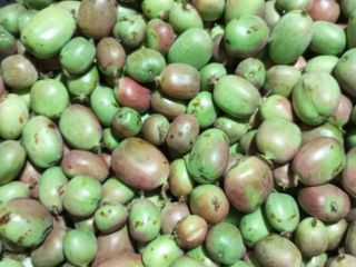 Mini kiwi fruit for sale. This year's harvest. Bingo