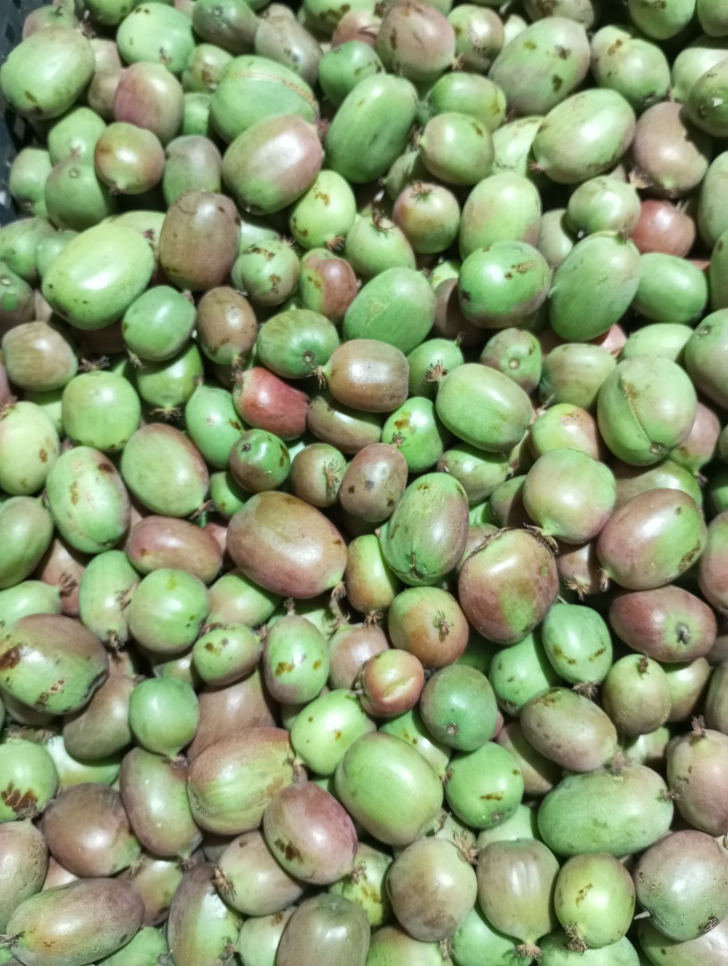 Mini kiwi fruit for sale