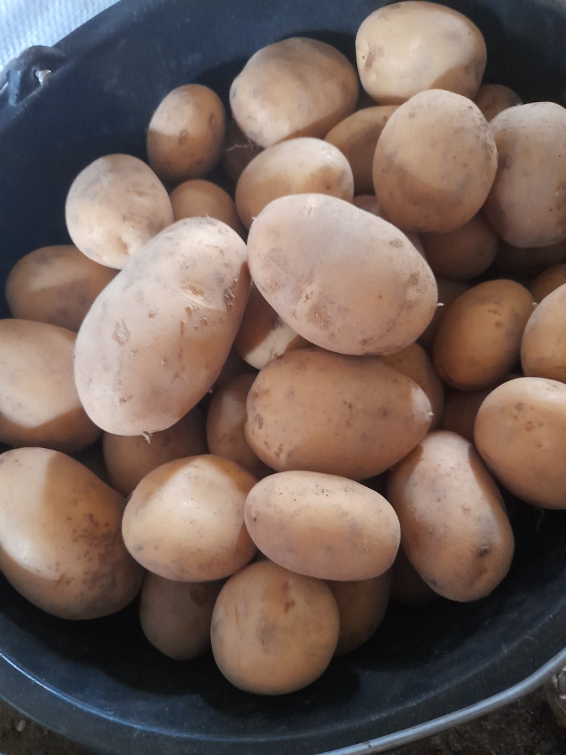 I am selling Typhoon potatoes with an integrated certificate, sorted manually in 15kg bags