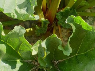 Hello, I have for sale rhubarb of the Lider