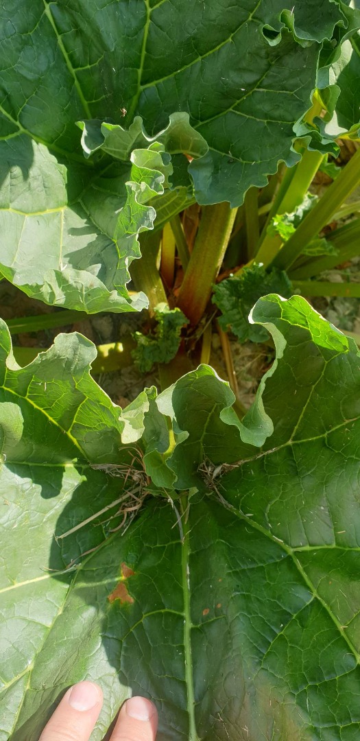Hello, I have for sale rhubarb of the Lider variety, quantity about 5 tons, price negotiable